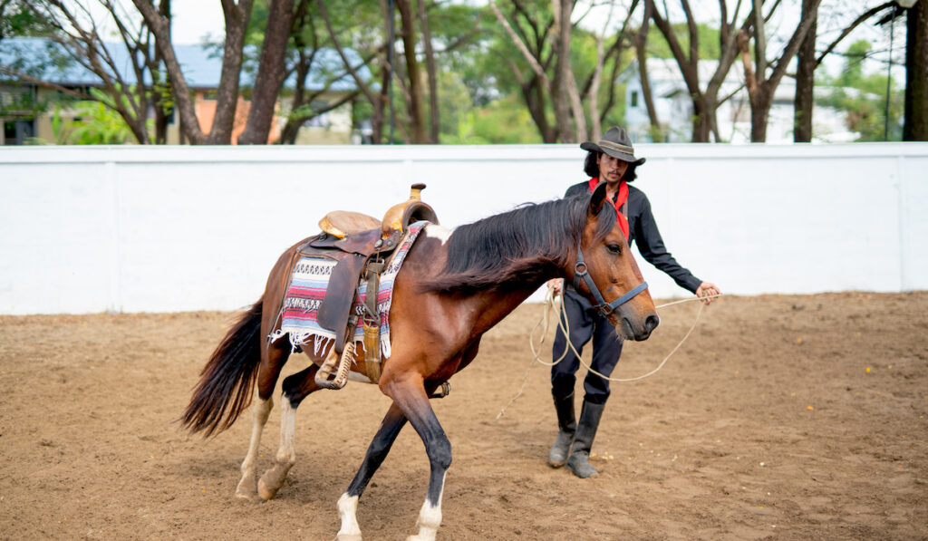 man with cowboy costume train horse in outdoor stable to run in circle around him.