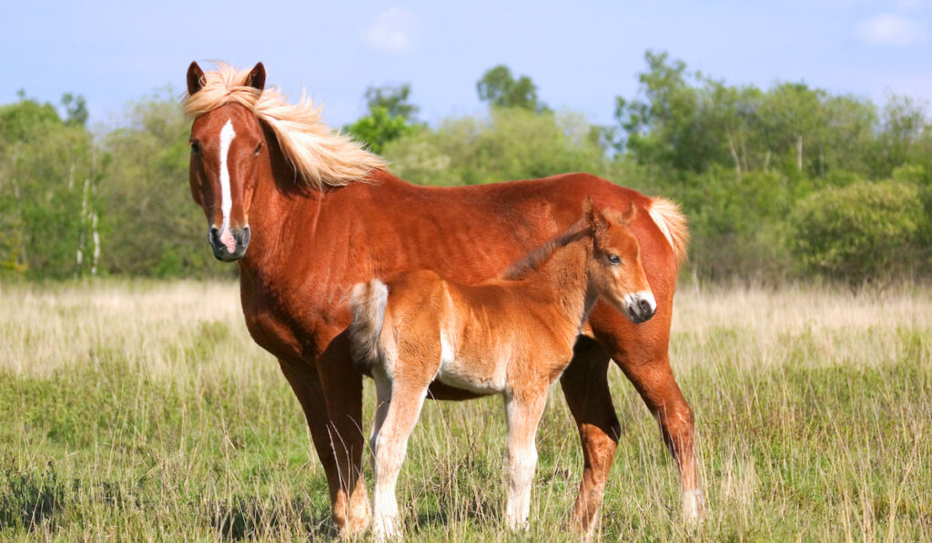 mare and foal