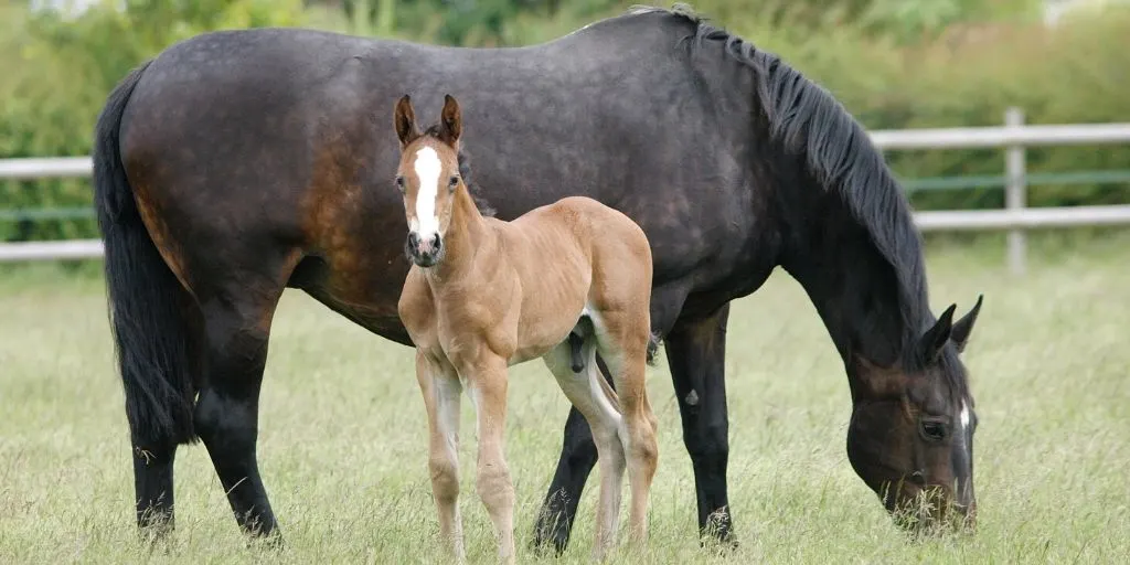 mare and foal in a pasture