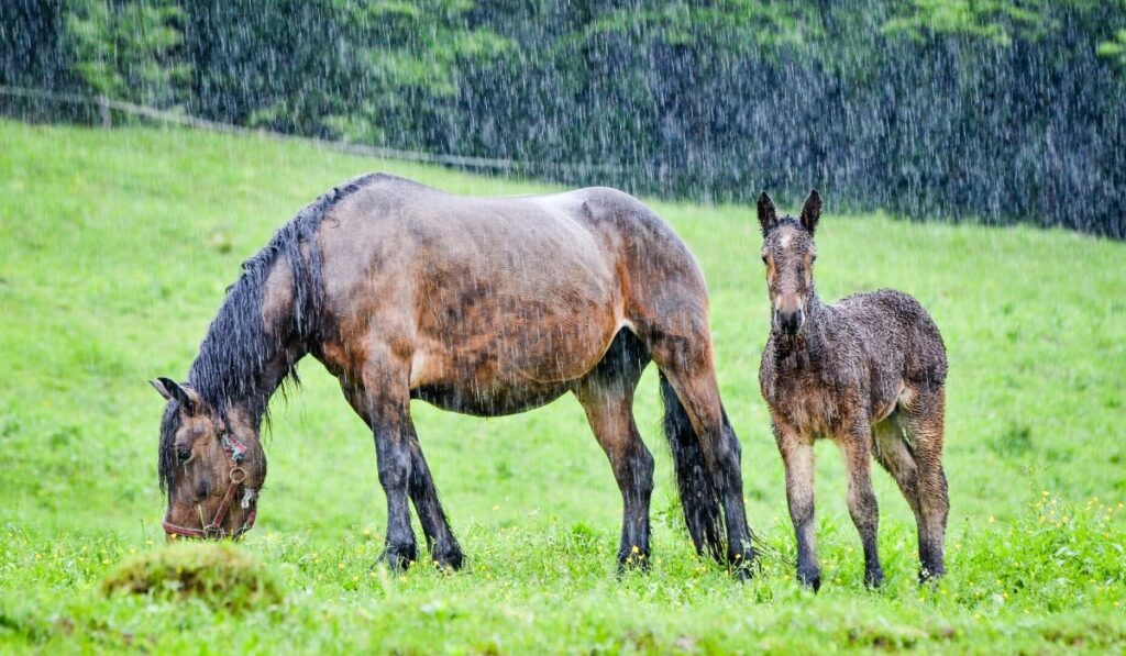 mare and foal in the rain