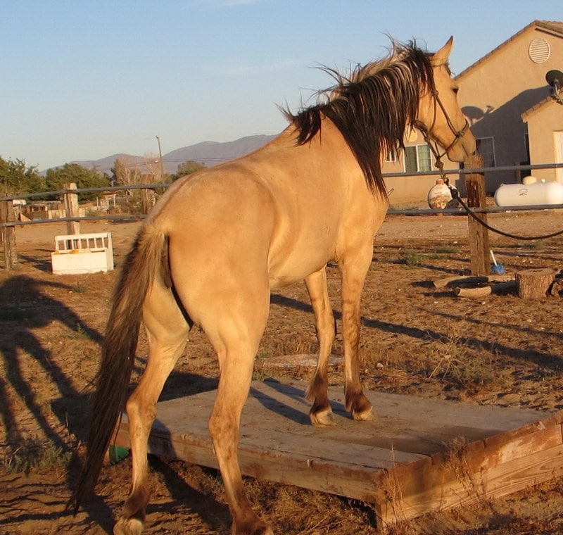 photo of a mare