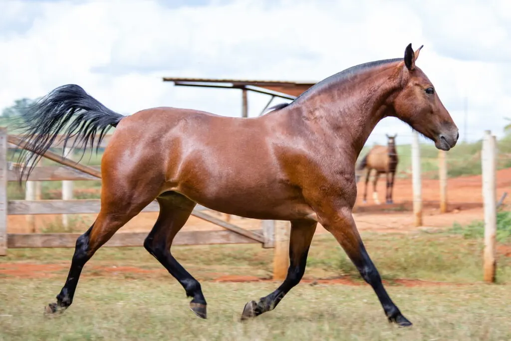 mare with blood bay coat 