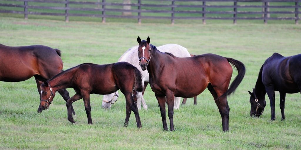 mares and foals in pasture