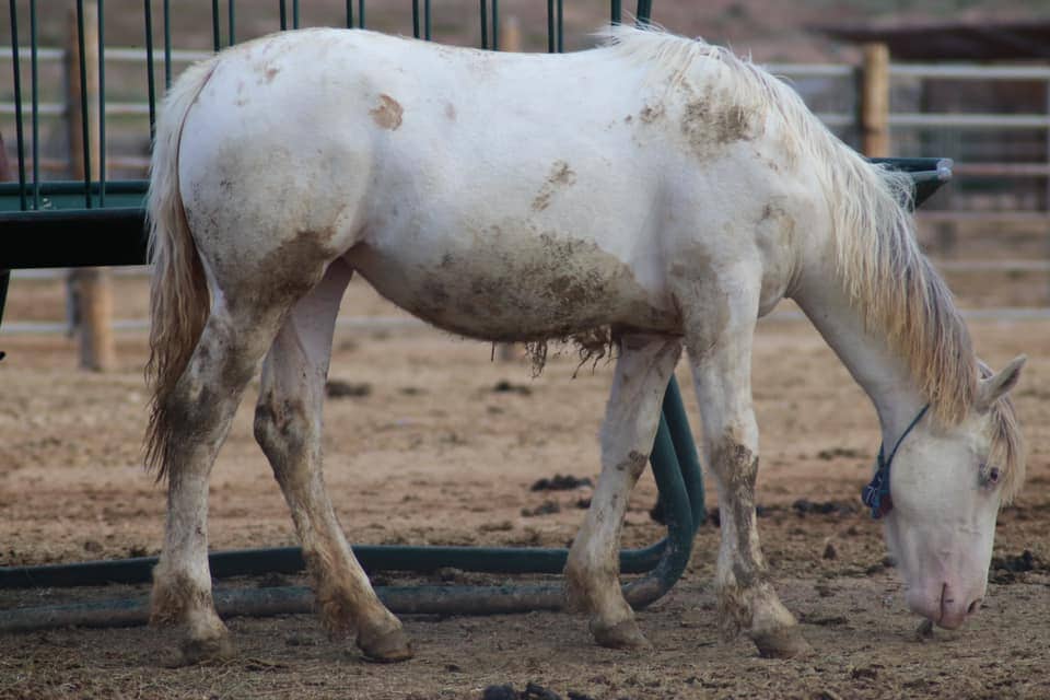 Dirty Maximum Sabino Paint horse on the farm