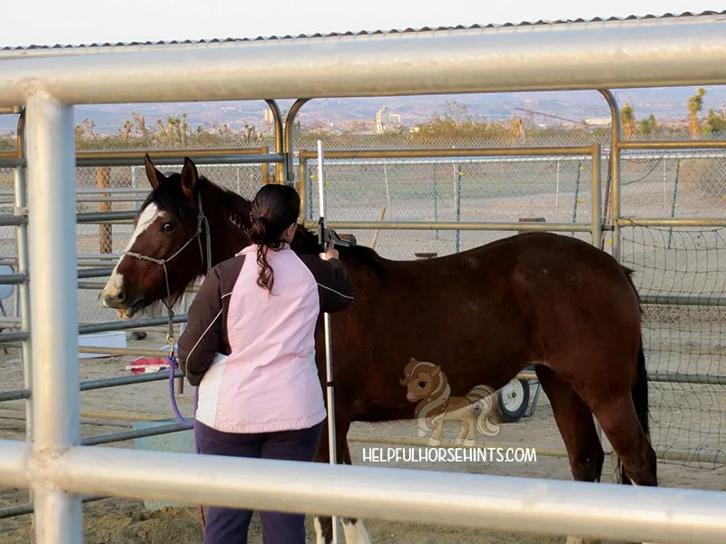 woman measuring a horses height
