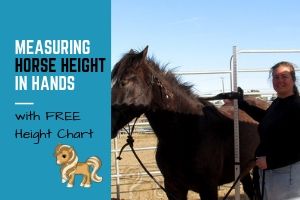 Horse Height Measurement Chart