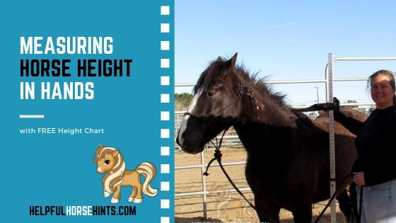 Horse Height Measurement Chart