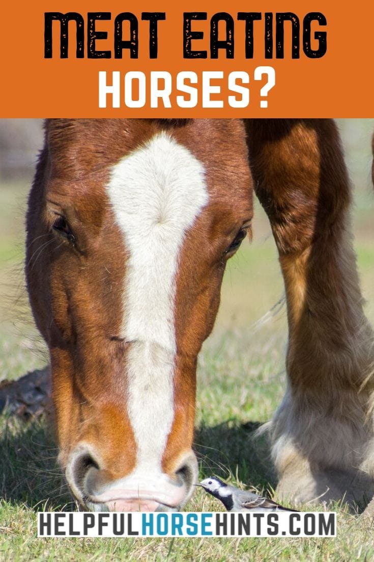 Horses Can Eat Meat and They Do In Limited Situations Helpful Horse