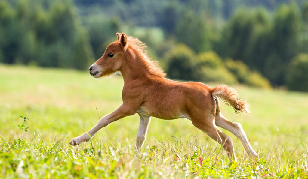 mini Falabella Horse running 