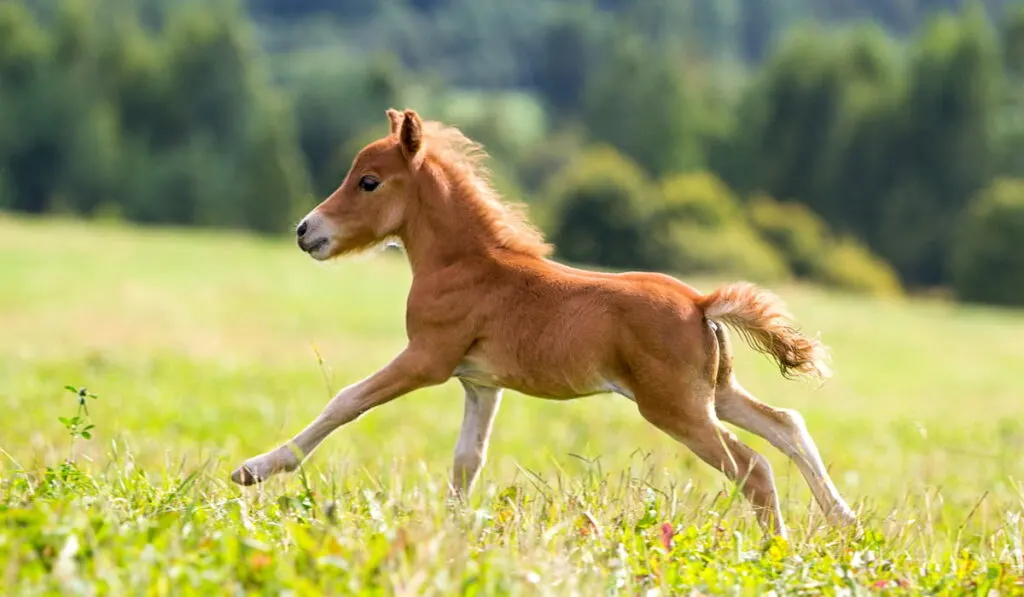 mini Falabella Horse running