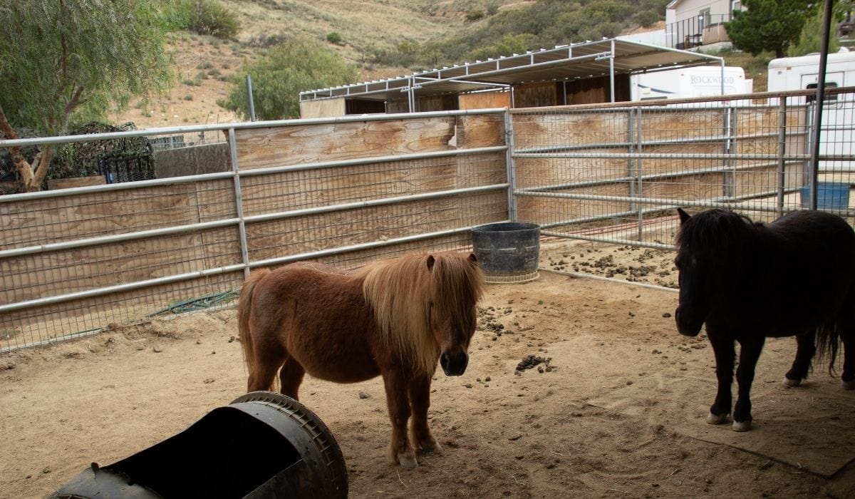 caballos miniatura en granja de rescate