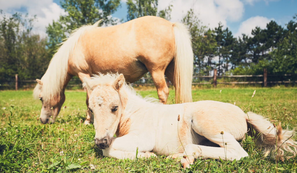 mini horses resting on the pasture 