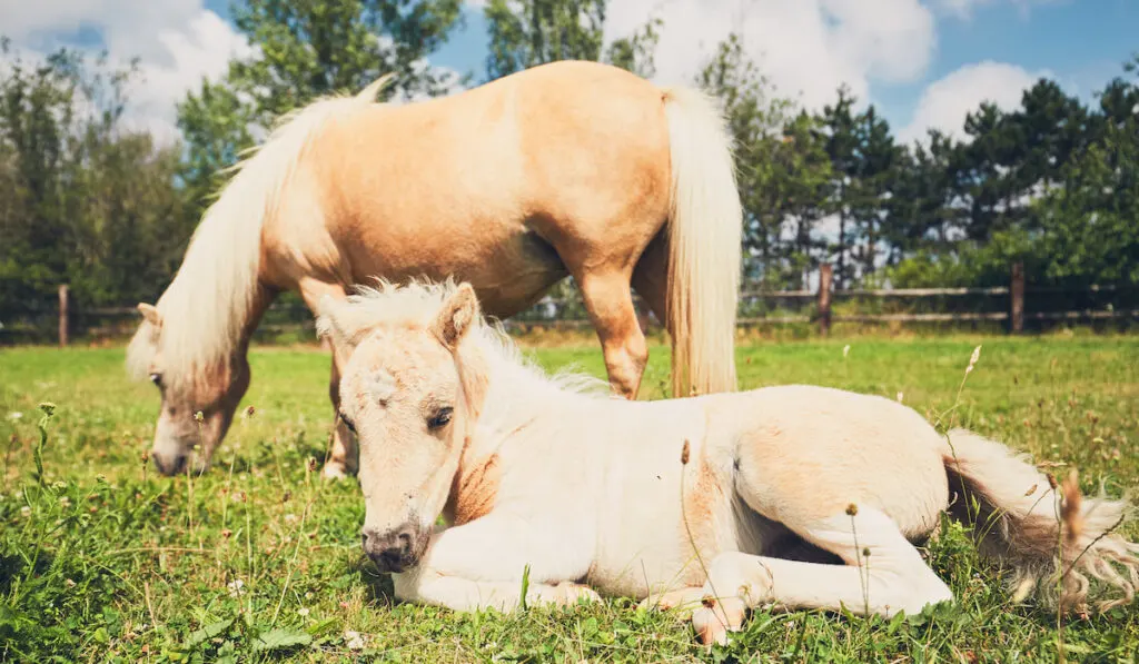 mini horses resting on the pasture