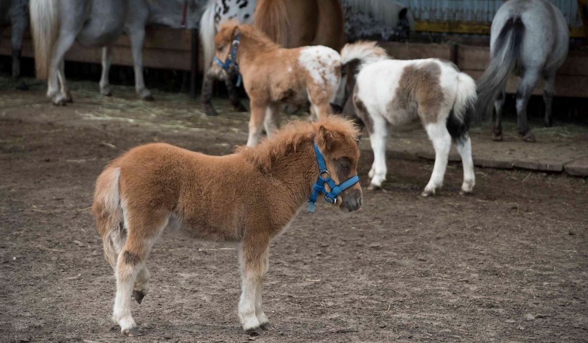 centro de resgate de cavalos em miniatura