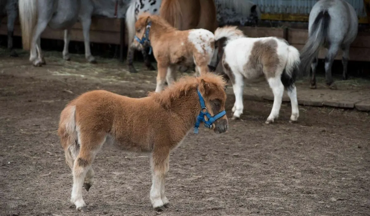 miniature horse rescue center