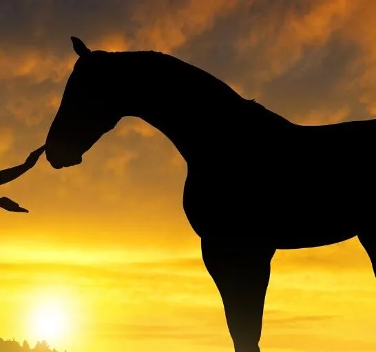 mixed breed horse and girl in sunset