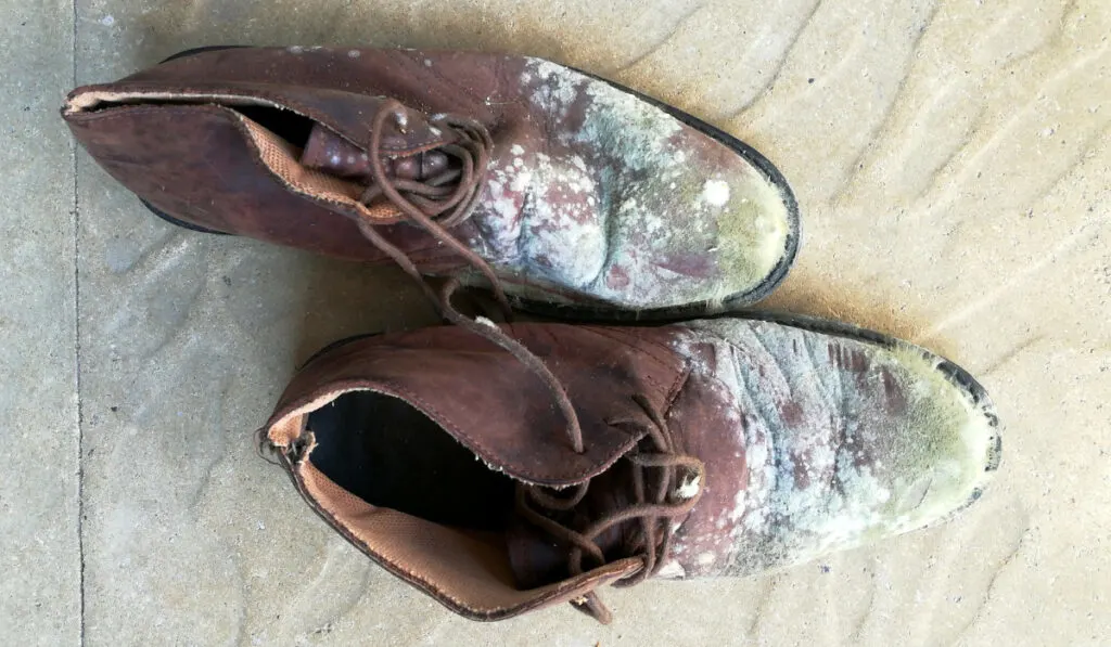 mold on leather shoes
