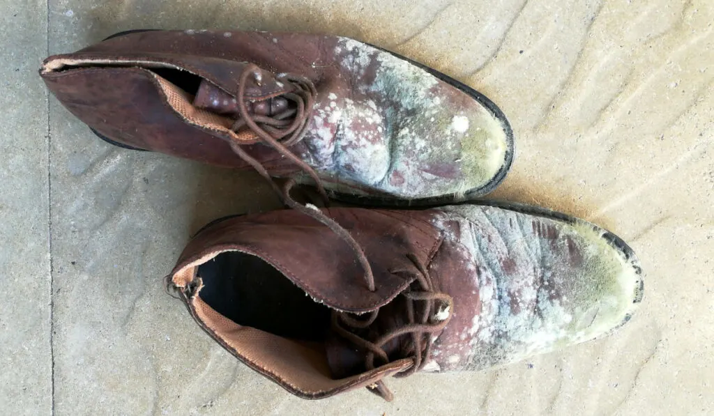 mold on leather shoes