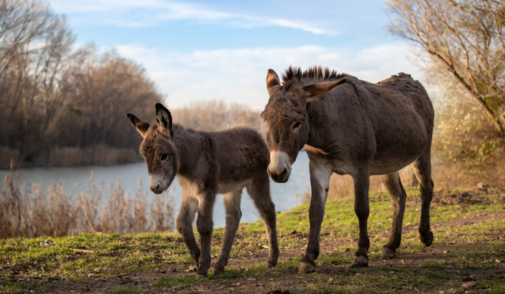 mom and her baby donkey