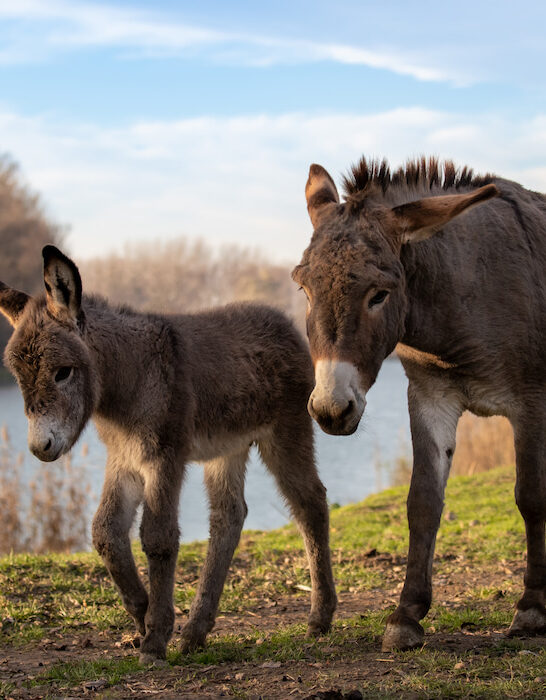 mom and her baby donkey