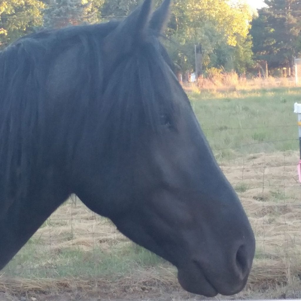 Cropped photo of a black horse's face