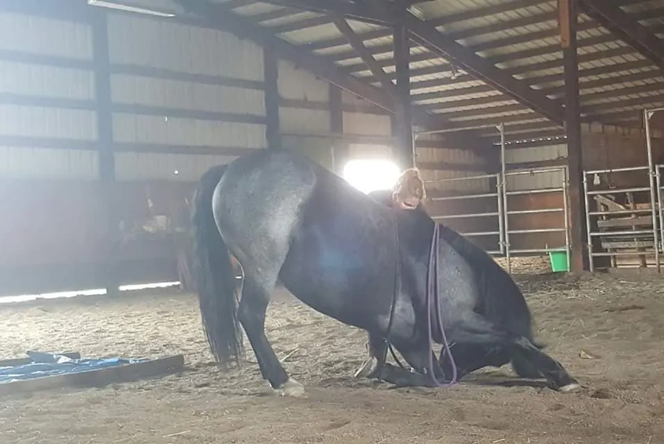 Woman training her horse in the barn