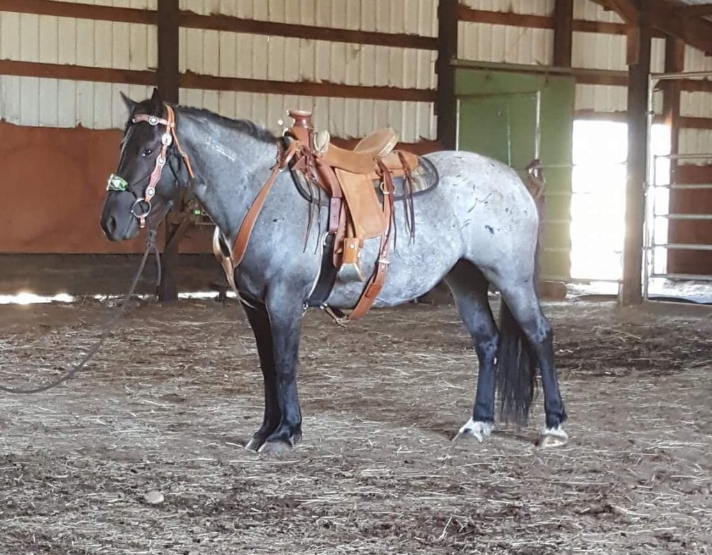 Horse with saddle in the barn