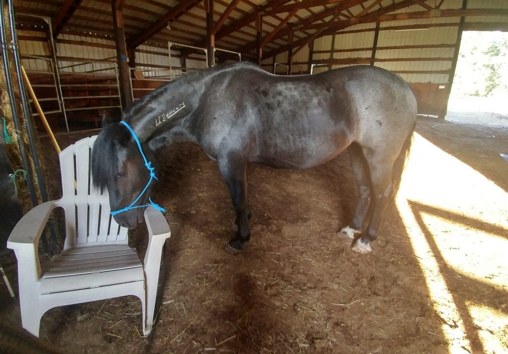 Curious horse in the barn checking white chair 