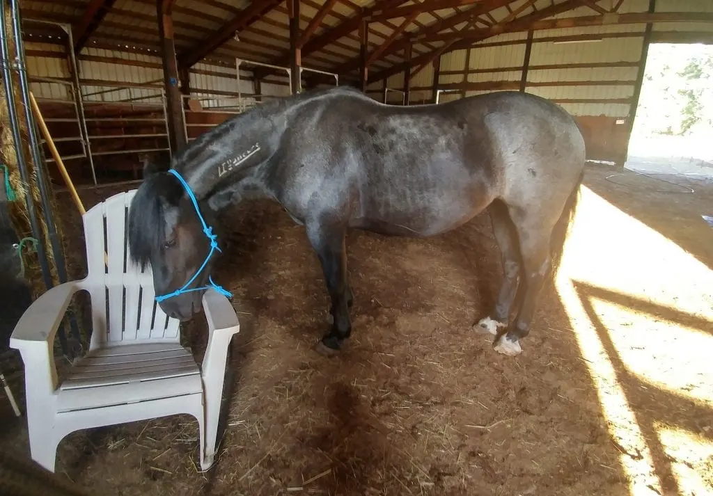 Curious horse in the barn checking white chair 