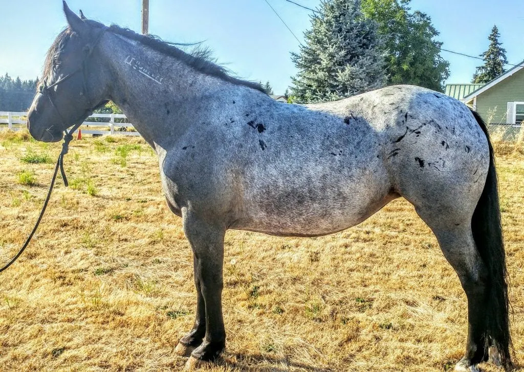 Blue Roan Mustang Mare horse in the farmyard