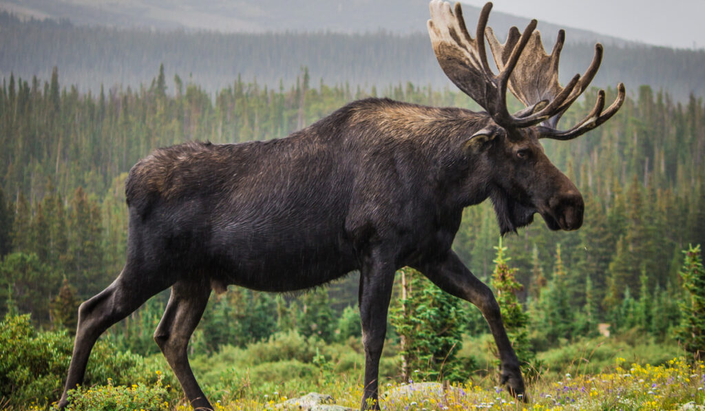A black moose walking in the forest