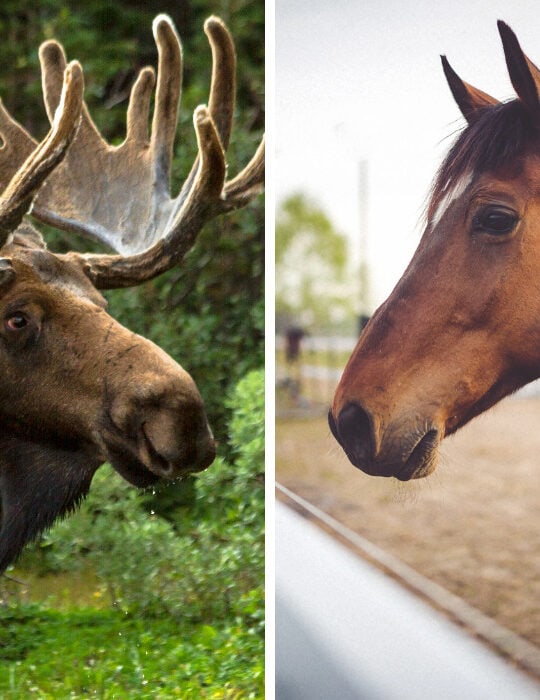 moose-and-horse