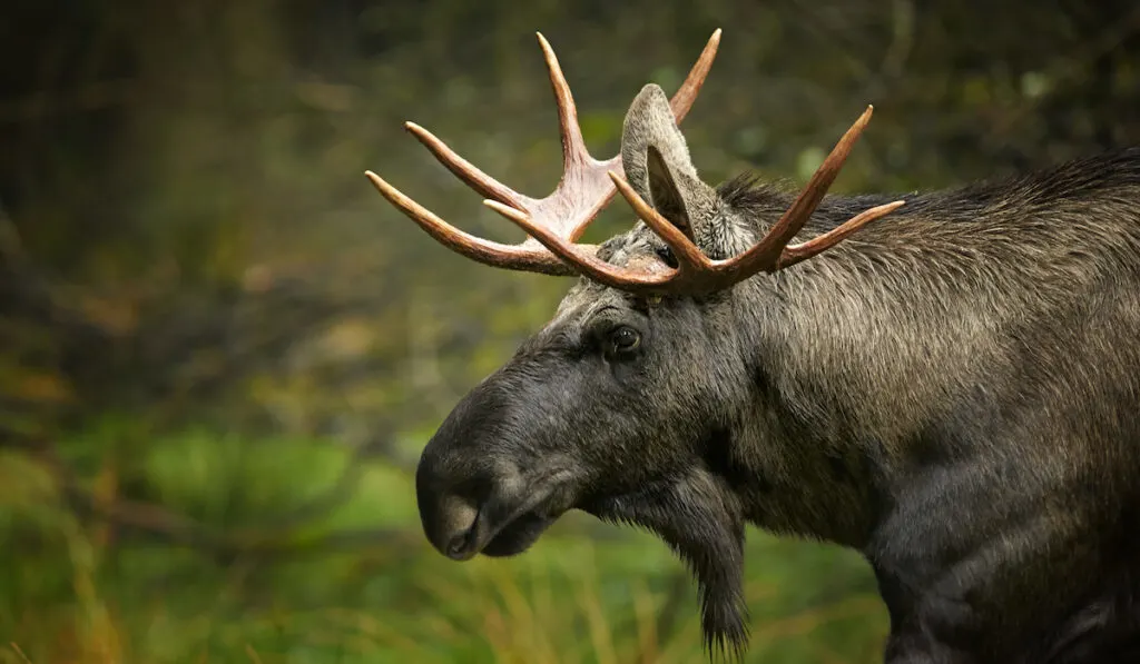moose sideview