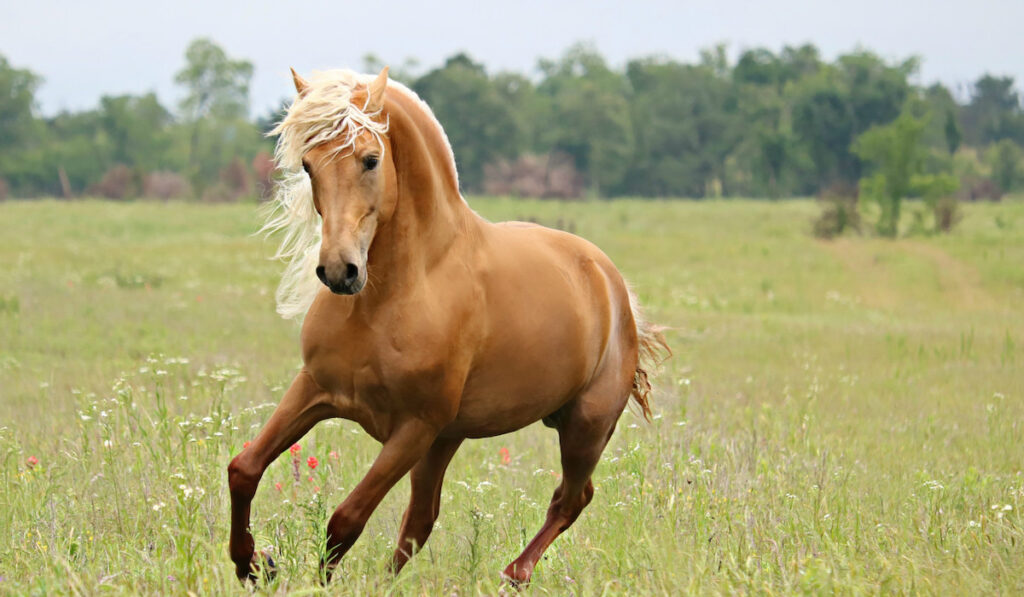 morgan stallion palomino horse