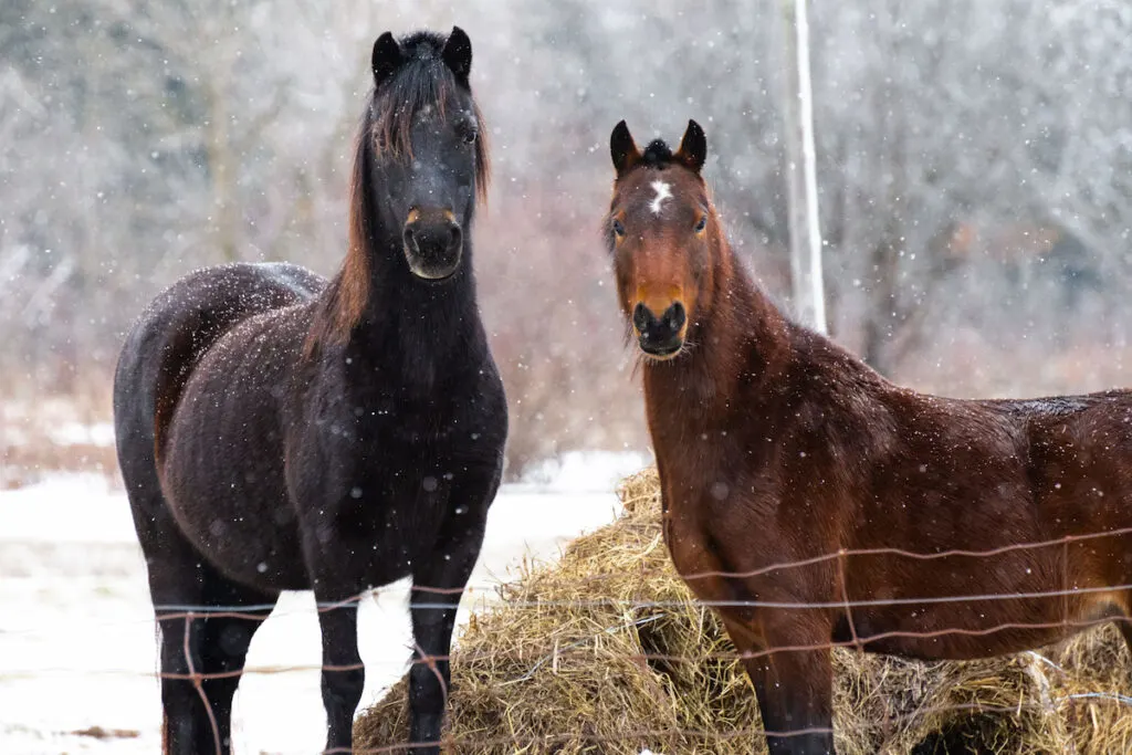 mother and daughter hackney ponies enjoying a snowy day in Canada