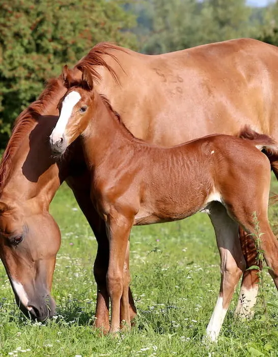 mother horse with her foal nearby