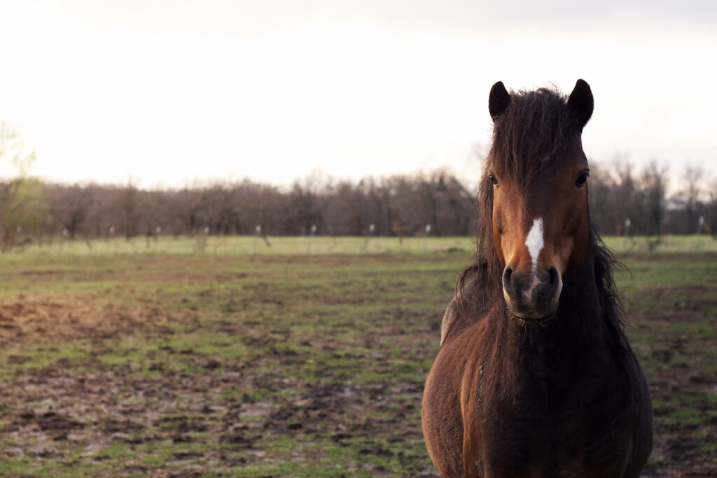 muddy hackney horse in the field
