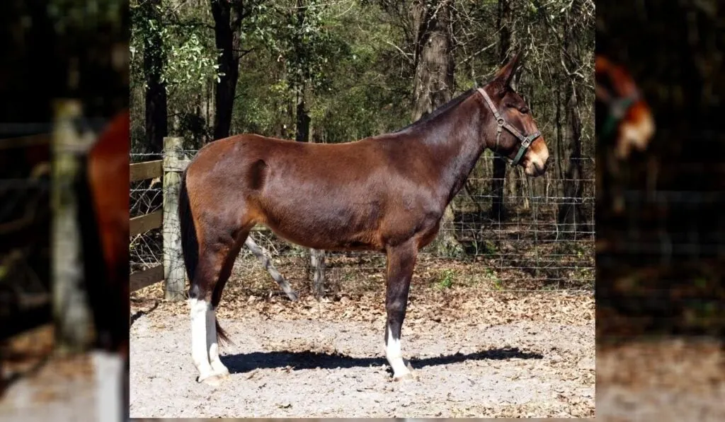 mule showing a nice tail