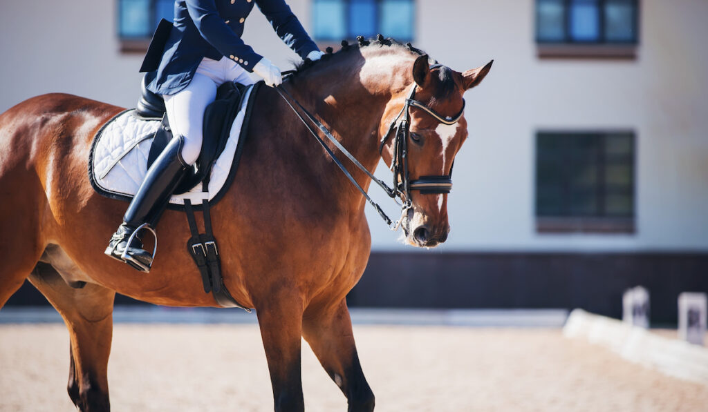 mustang dressage