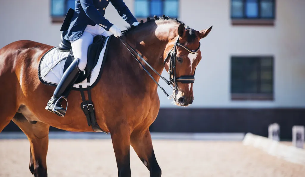 mustang dressage