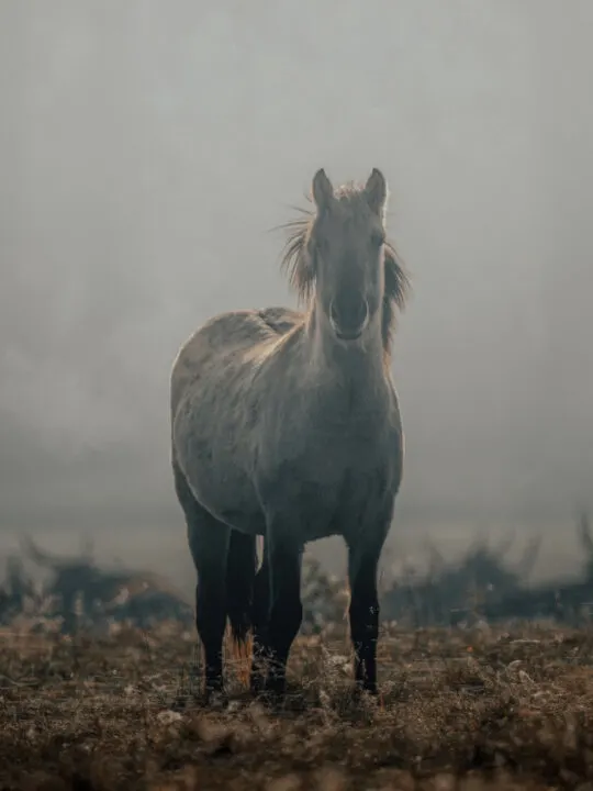 mustang horse