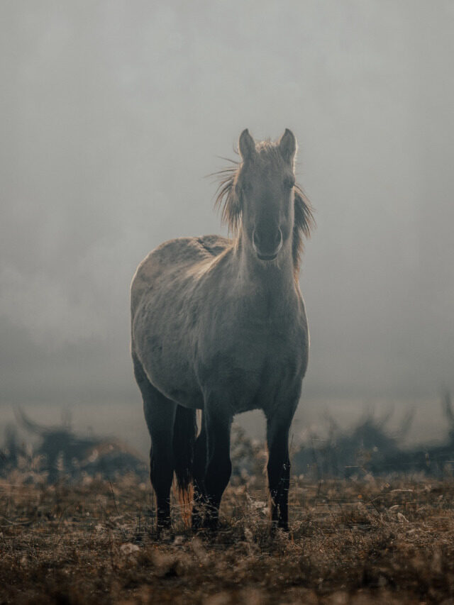 Horse Color Guide: Mustang Horses in Almost Every Color