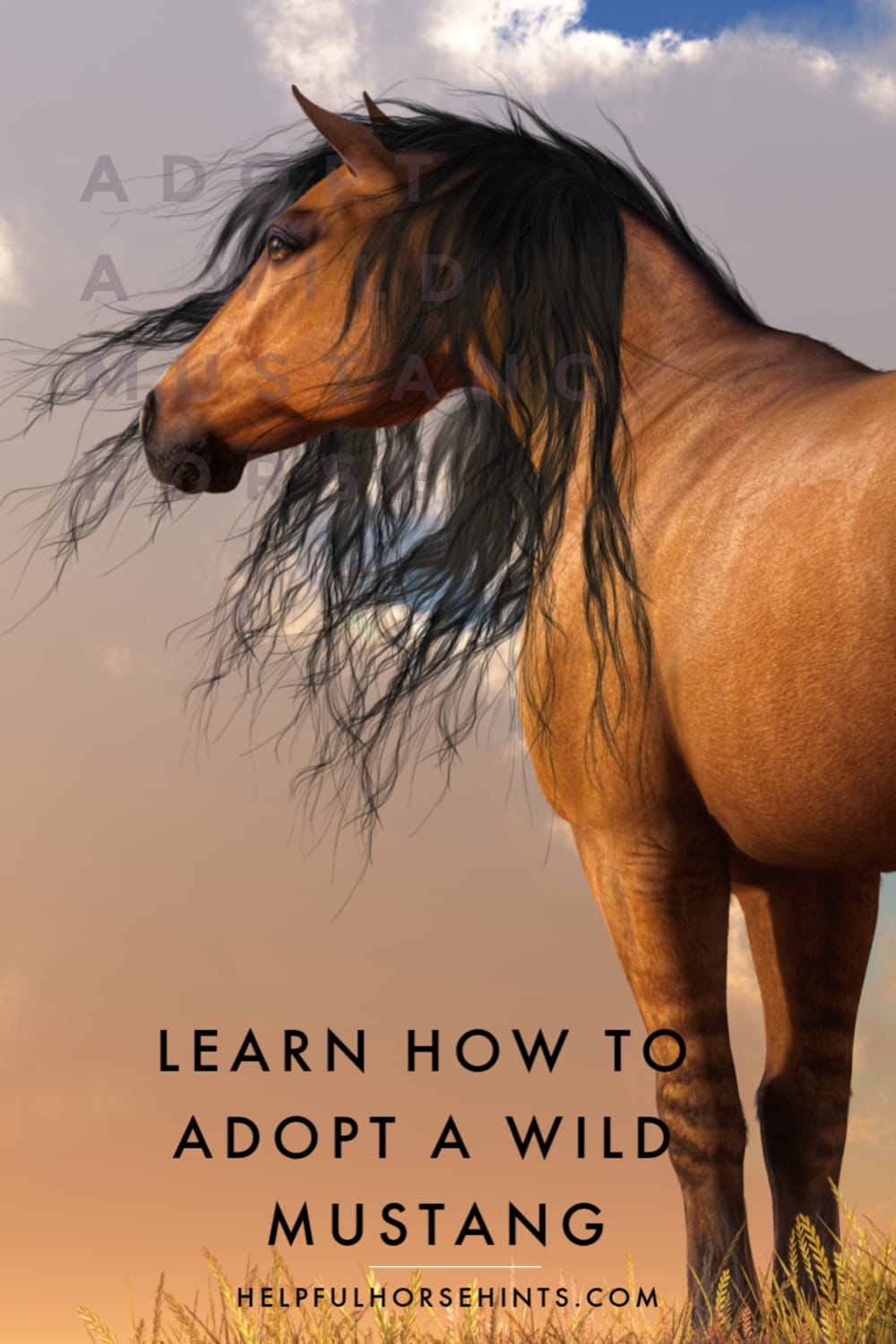BLM Wild Mustang Adoption Helpful Horse Hints