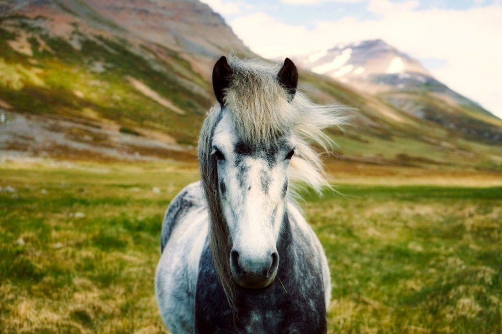 BLM Mustang horse in the mountains