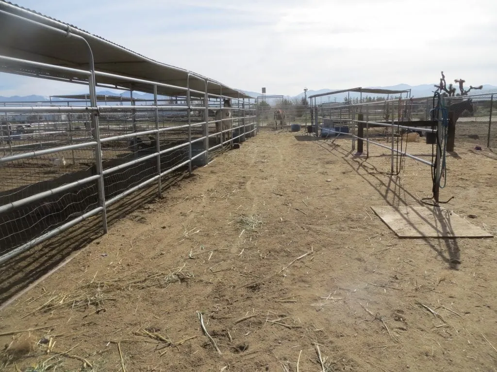 Mustang Horse Training Corrals - 6' Tall 24x24 Pens with a Makeshift Alley