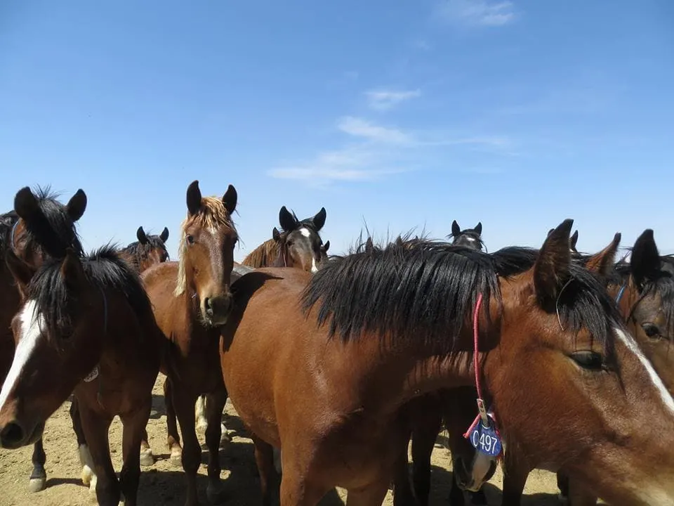 Mustang Horses at the BLM corrals in Ridgecrest, CA