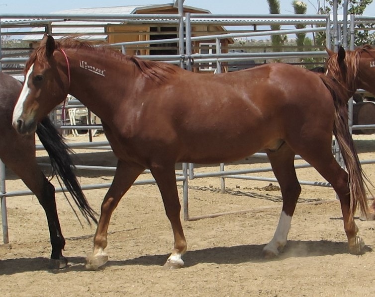 New Mustangs in for training with No Halter