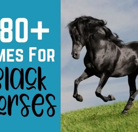180+ Names for Black Horses - Helpful Horse Hints 180+ Names for Black Horses - Helpful Horse Hints