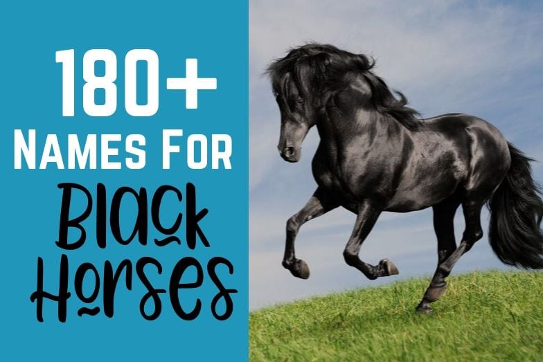 200 + Black Horse Names (That You Haven't Heard)