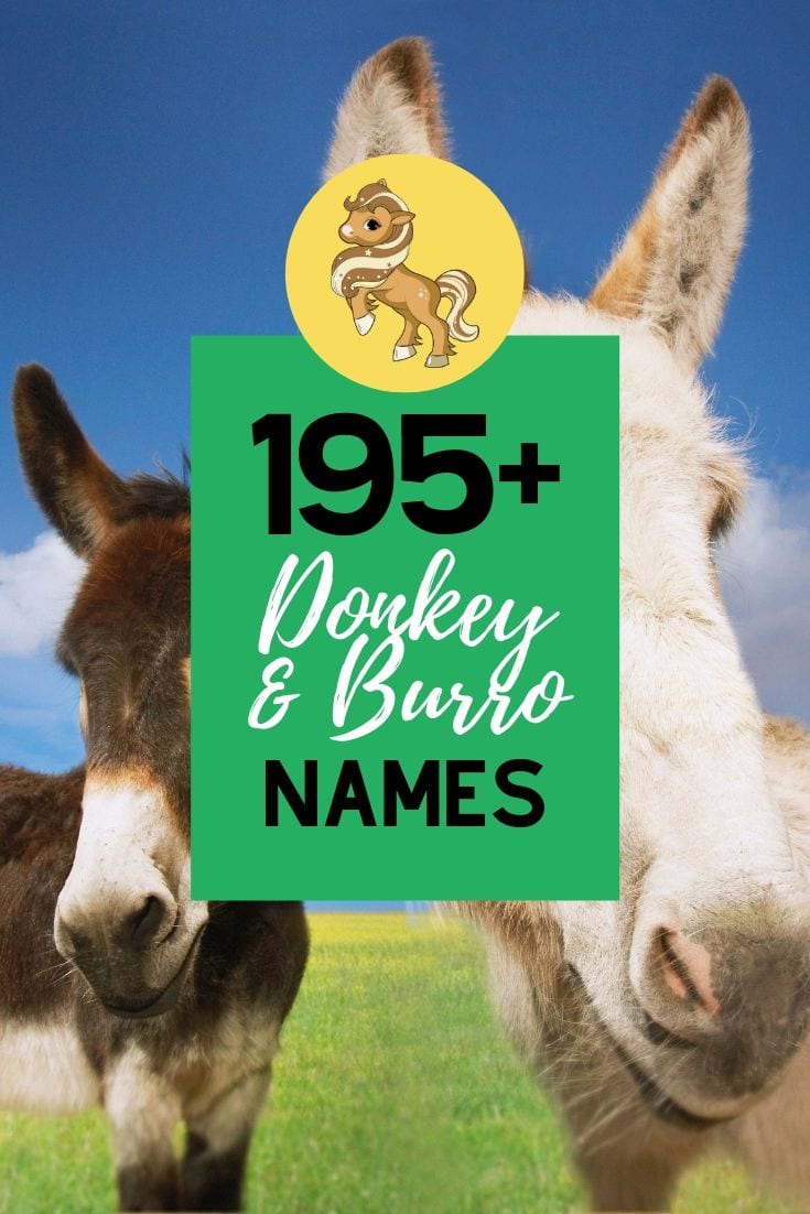 295+ Awesome Donkey & Burro Names Helpful Horse Hints